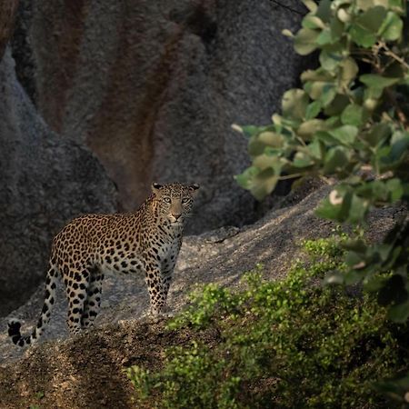 Jawai Leopard Villa Bijapur  Екстериор снимка