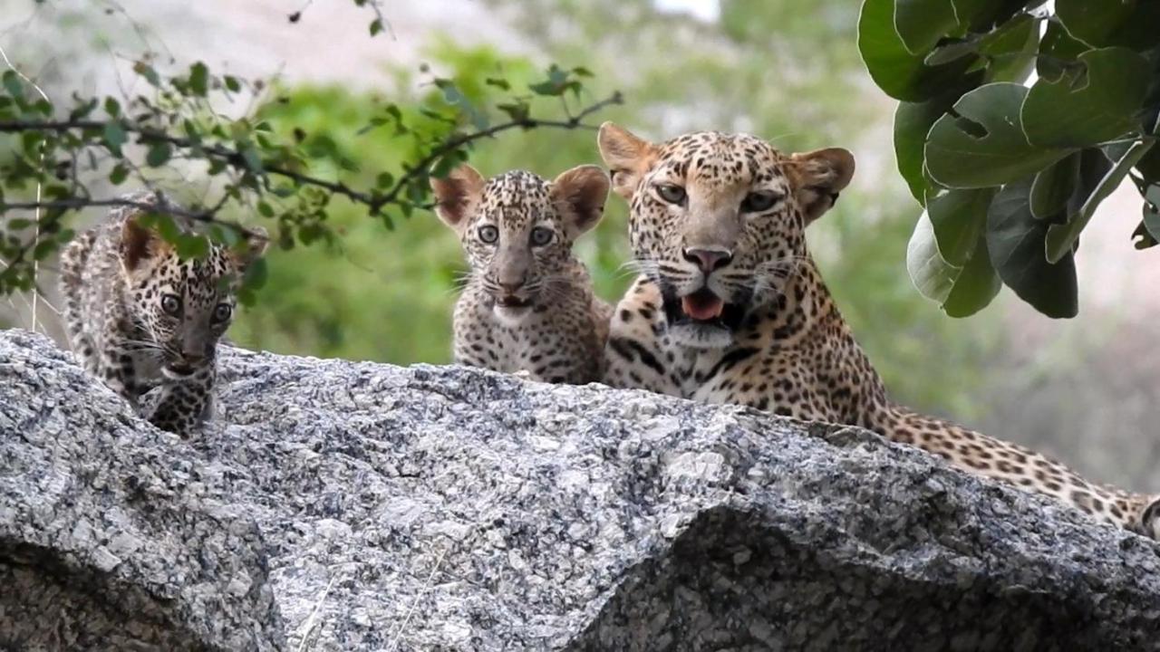 Jawai Leopard Villa Bijapur  Екстериор снимка
