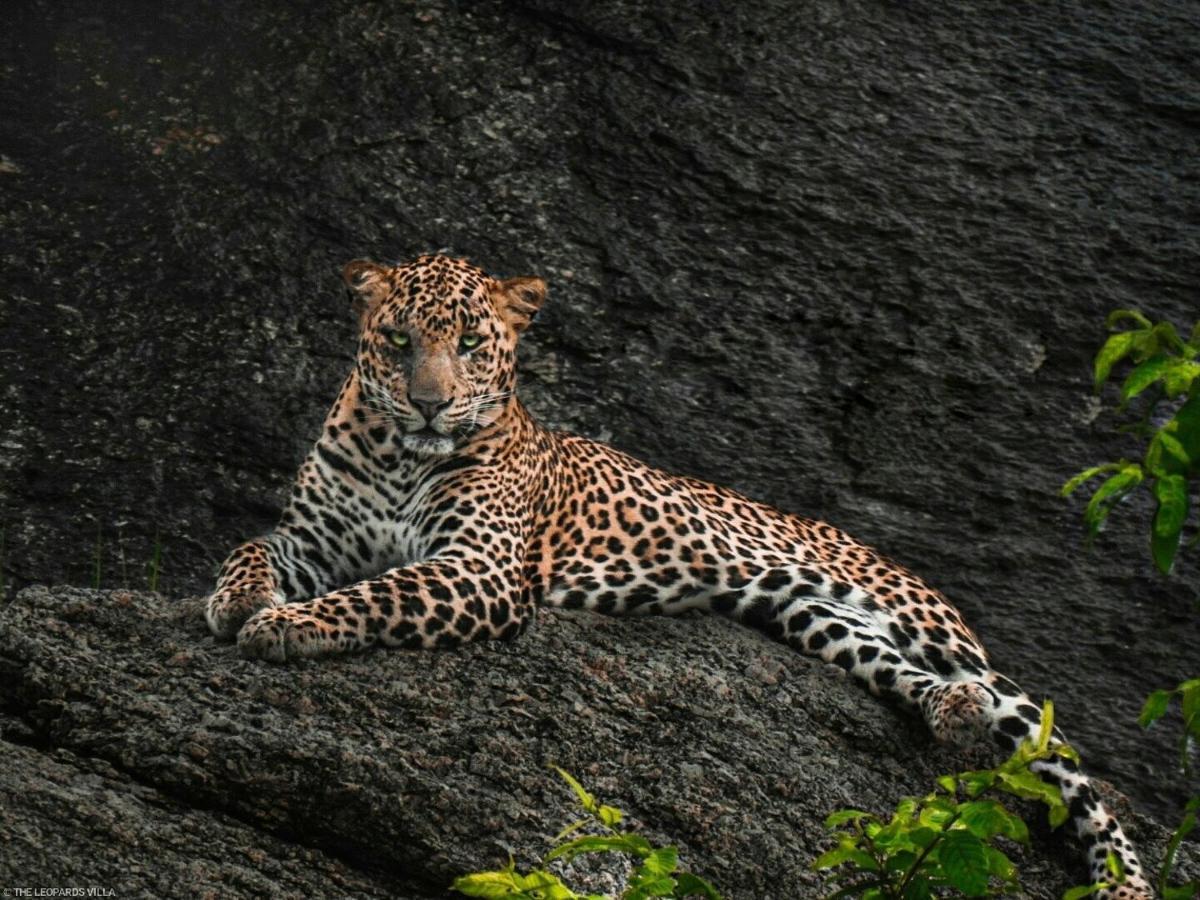 Jawai Leopard Villa Bijapur  Екстериор снимка