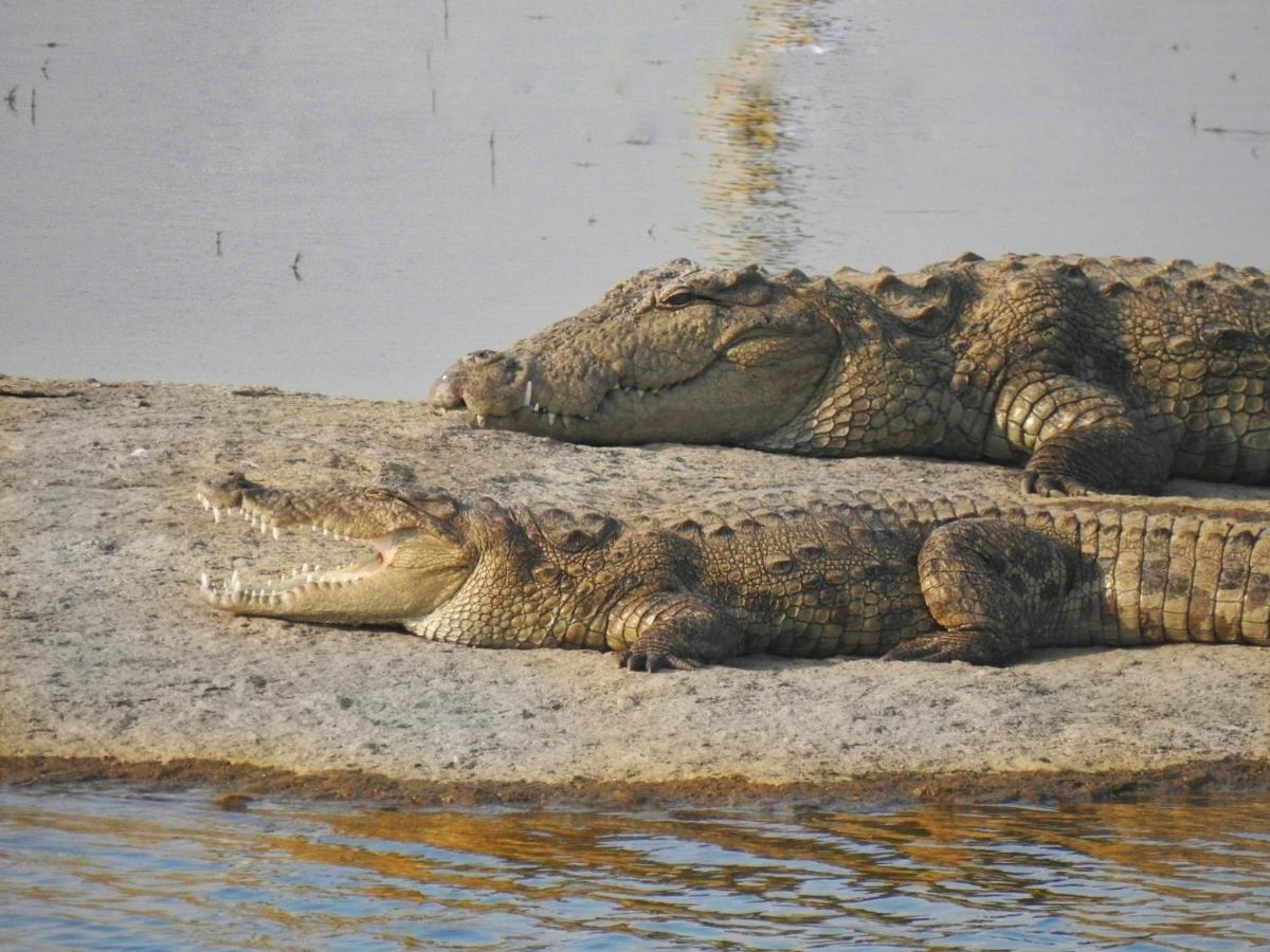 Jawai Leopard Villa Bijapur  Екстериор снимка