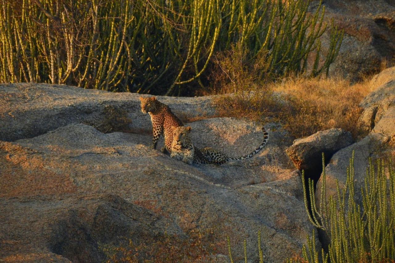 Jawai Leopard Villa Bijapur  Екстериор снимка