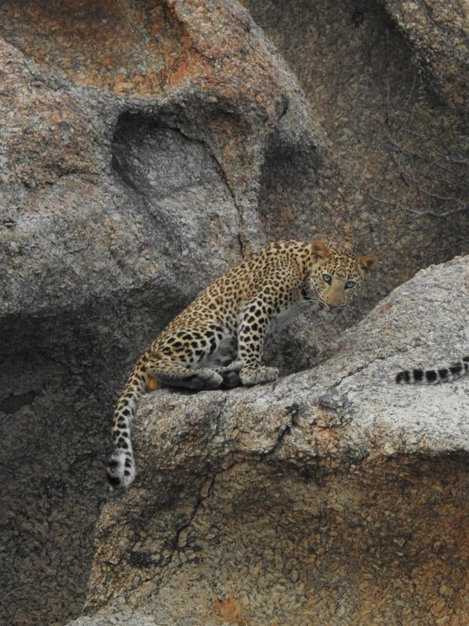 Jawai Leopard Villa Bijapur  Екстериор снимка
