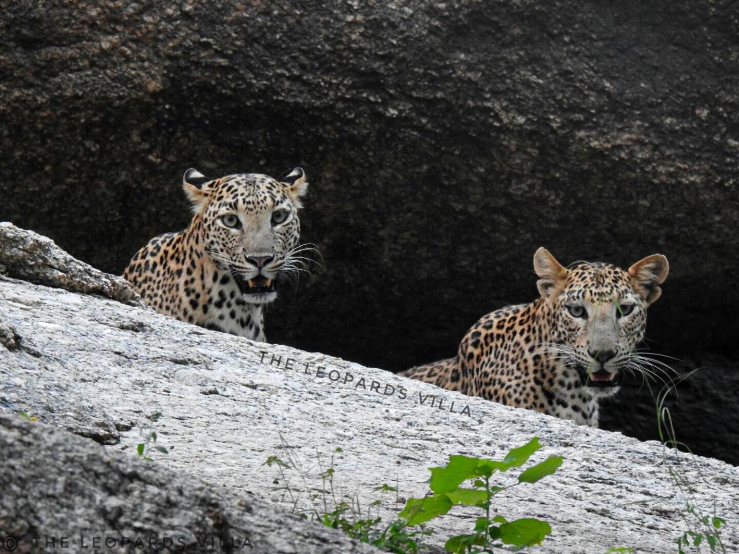 Jawai Leopard Villa Bijapur  Екстериор снимка