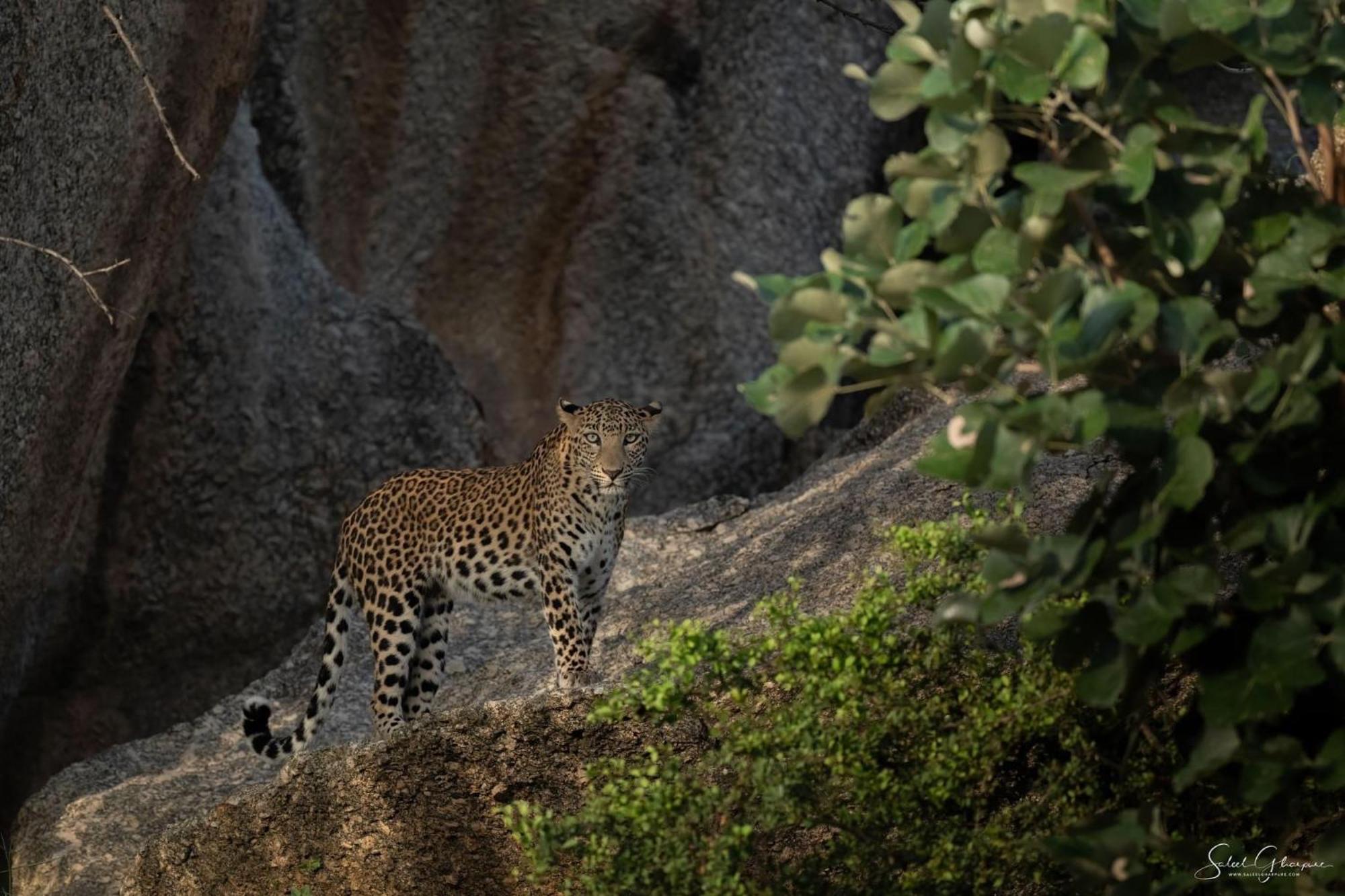 Jawai Leopard Villa Bijapur  Екстериор снимка
