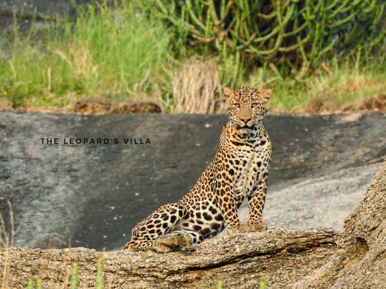 Jawai Leopard Villa Bijapur  Екстериор снимка