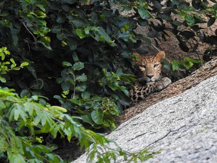 Jawai Leopard Villa Bijapur  Екстериор снимка
