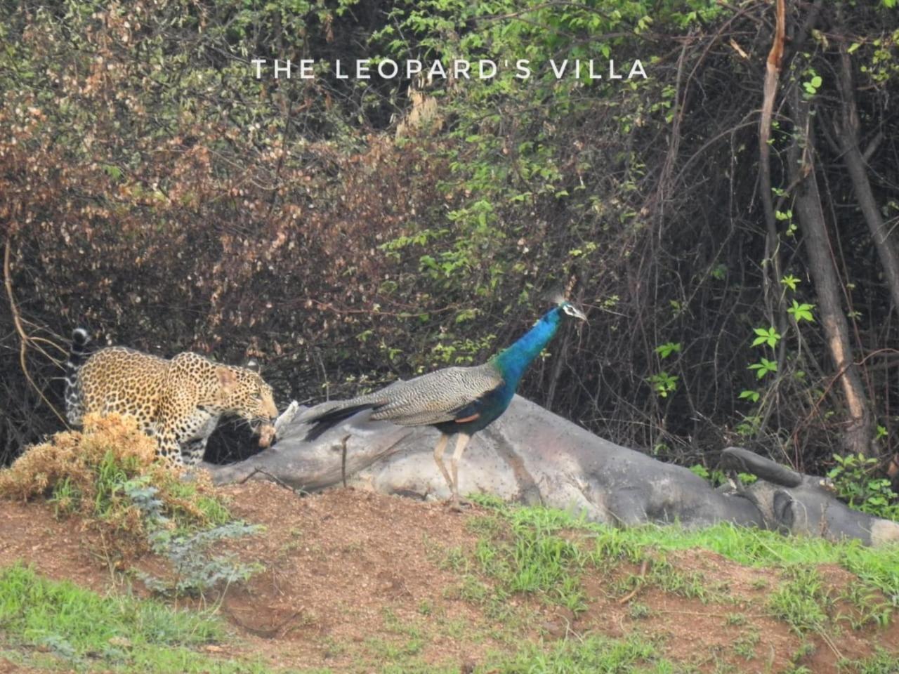 Jawai Leopard Villa Bijapur  Екстериор снимка
